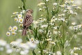 Grasshopper Sparrow (Ammodramus savannarum)