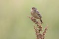 Grasshopper Sparrow (Ammodramus savannarum) Royalty Free Stock Photo