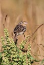 Grasshopper Sparrow (Ammodramus savannarum) on a perch