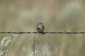 Grasshopper Sparrow ammodramus savannarum Royalty Free Stock Photo