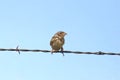 Grasshopper Sparrow ammodramus savannarum Royalty Free Stock Photo