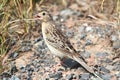 Grasshopper Sparrow Ammodramus savannarum Royalty Free Stock Photo