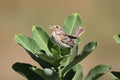 Grasshopper Sparrow Ammodramus savannarum Royalty Free Stock Photo