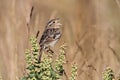 Grasshopper Sparrow Ammodramus savannarum Royalty Free Stock Photo