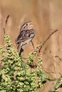 Grasshopper Sparrow (Ammodramus savannarum) Royalty Free Stock Photo