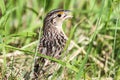 Grasshopper Sparrow Royalty Free Stock Photo