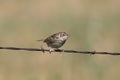 Grasshopper Sparrow Royalty Free Stock Photo