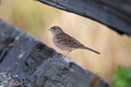 Grasshopper sparrow looking for food Royalty Free Stock Photo