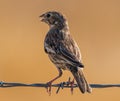 A Grasshopper Sparrow Perched On Barbed Wire Royalty Free Stock Photo