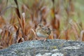 Grasshopper sparrow sits perched in a meadow