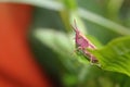 Grasshopper species, Cambs, UK Royalty Free Stock Photo