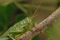 Grasshopper Royalty Free Stock Photo