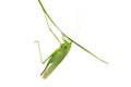 Grasshopper on a stalk isolated Royalty Free Stock Photo