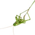 Grasshopper on a stalk isolated Royalty Free Stock Photo