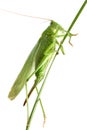 Grasshopper on a stalk isolated Royalty Free Stock Photo