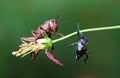 Grasshopper standing on Flower, Costa Rica Royalty Free Stock Photo