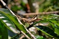 Grasshopper standing in the sun on the branch of Coffea sp