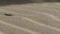 Grasshopper jumping on sand that is moving with the wind