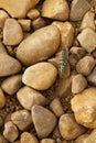 Grasshopper Among Stones - Royalty Free Stock Photo
