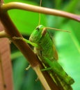 Grasshopper Stuck On The Branches