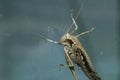 the grasshopper stuck to the window