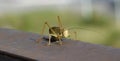 Grasshopper Royalty Free Stock Photo