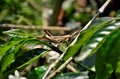 Grasshopper walking on the branch of Coffea sp