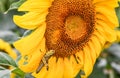 A Grasshopper on a blooming sunflower, Jasper, Georgia, USA