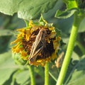 Grasshopper on sunflower.