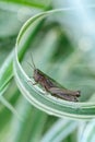 Grasshopper on a swirling blade of green grass