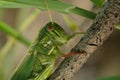 Grasshopper-Tetrigoidea-Eumastacoidea-Locustoidea Royalty Free Stock Photo