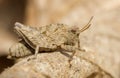 Grasshopper Tetrix undulata on leaf in Czech Republic Royalty Free Stock Photo