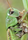 Grasshopper (Tettigonia cantans) close-up. Royalty Free Stock Photo