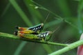 Grasshopper in Thailand.