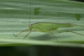 Grasshopper in Thailand.