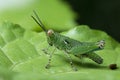 Grasshopper in Thailand.