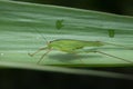 Grasshopper in Thailand.