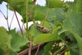 Grasshopper to the green vine leaf Royalty Free Stock Photo