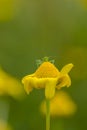 Grasshopper on top of a marigold Royalty Free Stock Photo