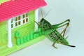 Grasshopper and toy house