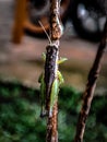 grasshopper, tree, background, garden, green