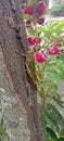 Grasshopper tree camouflage