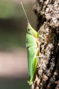 Grasshopper on a tree in the forest of Thailand