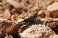 Grasshopper Trimerotropis pallidipennis camouflaged between stones and earth