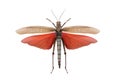 Grasshopper tropidacris dux isolated Royalty Free Stock Photo
