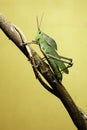 Grasshopper on twig Royalty Free Stock Photo