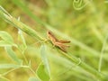 Grasshopper on twig