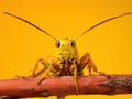 Grasshopper on twig Royalty Free Stock Photo