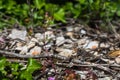 Grasshopper in the undergrowth Royalty Free Stock Photo