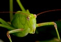 Grasshopper Up Close